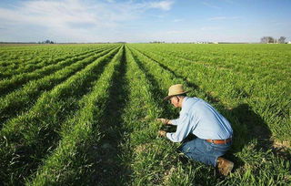 沒(méi)了中國(guó)市場(chǎng)，特朗普發(fā)放200億補(bǔ)貼資金，這次美農(nóng)卻不買賬了