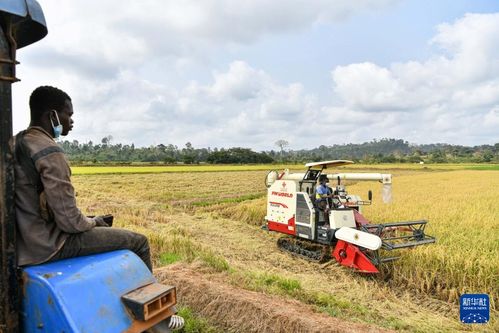 中國水稻技術(shù)惠及科特迪瓦民眾