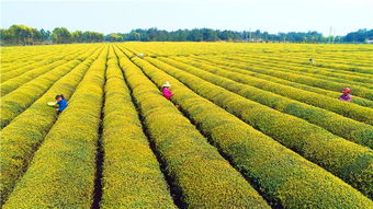 春分時節(jié)農(nóng)管忙