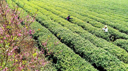 農(nóng)旅融合賦能鄉(xiāng)村振興 探索畜產(chǎn)品購銷貿(mào)易新路徑