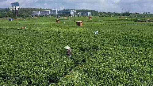 廣西橫州 品牌引領(lǐng)，茉莉花農(nóng)踏上致富路