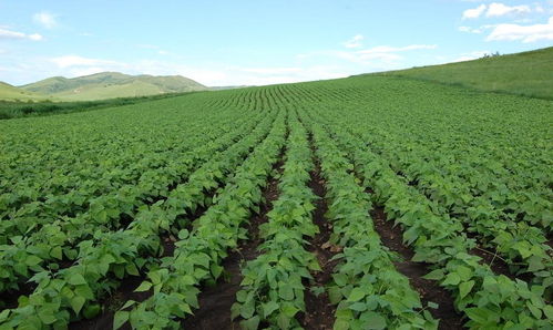 綏農(nóng)30畜產(chǎn)品購銷貿(mào)易的現(xiàn)狀與發(fā)展