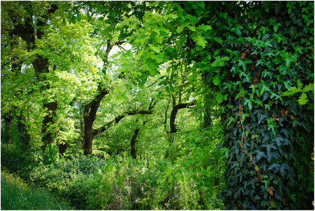 泰國(guó)橡膠林 農(nóng)業(yè)經(jīng)濟(jì)的重要支柱