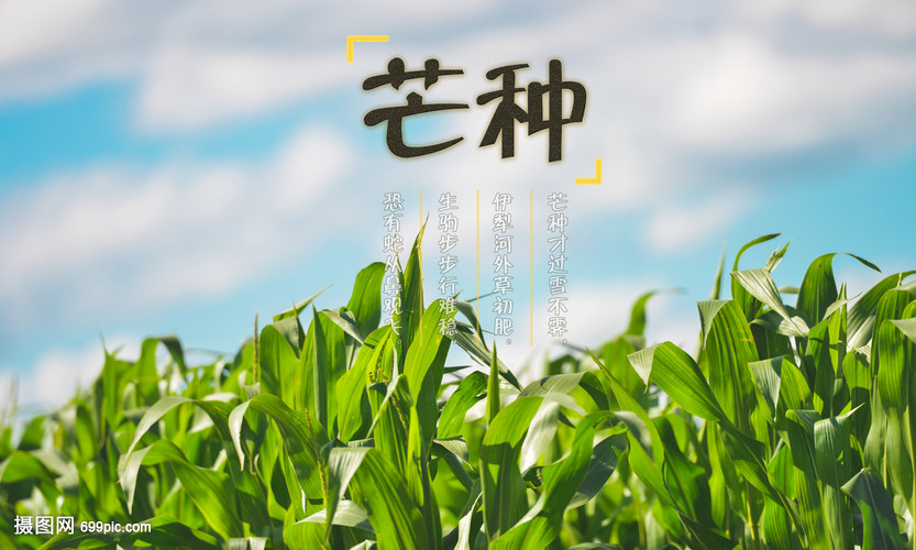 芒種時(shí)節(jié)繪豐年 創(chuàng)意海報(bào)點(diǎn)亮畜產(chǎn)品購銷新篇章