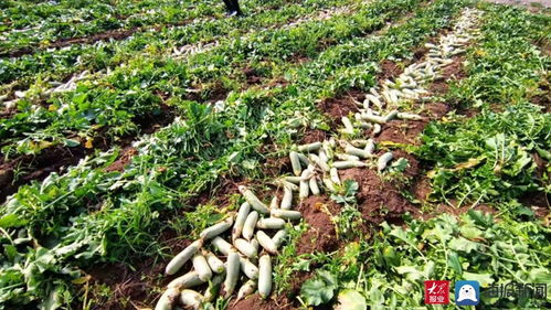 家家悅集團(tuán)采購170余噸滯銷蘿卜助農(nóng)解困 彰顯企業(yè)社會(huì)責(zé)任與供應(yīng)鏈擔(dān)當(dāng)