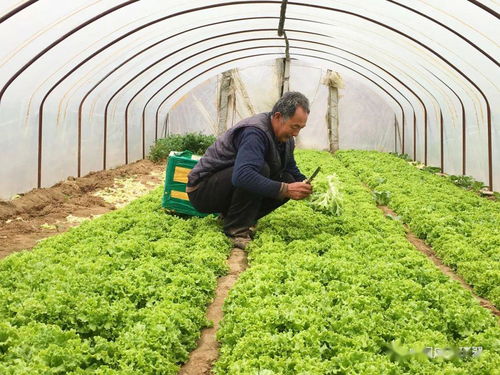 產(chǎn)銷對接顯成效 30噸滯銷蔬菜成功售出，畜產(chǎn)品購銷貿(mào)易同步拓展