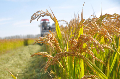 江蘇啟動農(nóng)業(yè)“兩區(qū)”劃定，力爭五年內(nèi)基本完成建設(shè)，夯實糧食安全根基