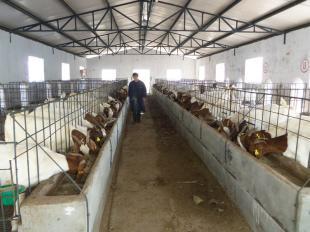 養(yǎng)哪種羊最賺錢？市場分析與品種推薦