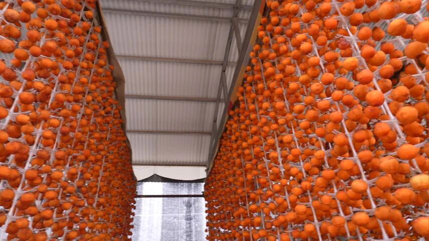 和美鄉(xiāng)村|磁縣 冰柿破局，甜了鄉(xiāng)親！