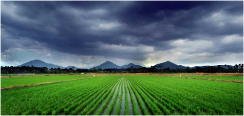 氣候變化對稻米產(chǎn)業(yè)的影響 挑戰(zhàn)與適應(yīng)