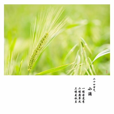 小滿時(shí)節(jié)話豐盈 畜產(chǎn)品購(gòu)銷的節(jié)氣密碼